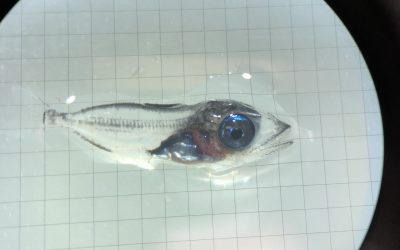 San Diego bluefin tuna hatchery