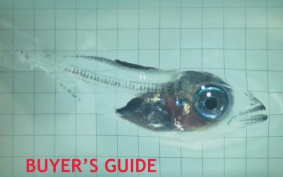 Bluefin tuna hatchery success