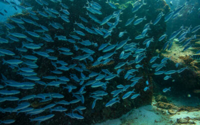 Soy-based pellets : A game-changing feed for farmed tuna